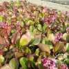 Bergenia sercowata