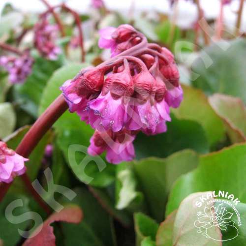 Bergenia sercowata