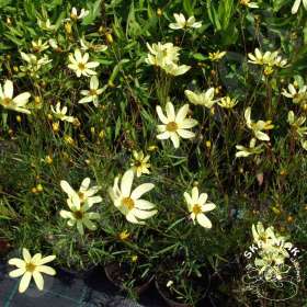 Nachyłek okółkowy 'Moonbeam'