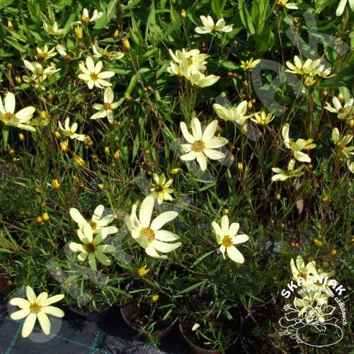 Nachyłek okółkowy 'Moonbeam'