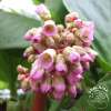 Bergenia sercowata