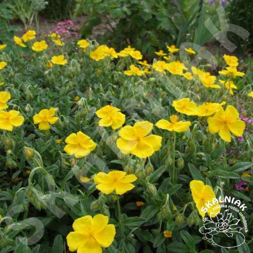 Posłonek ogrodowy 'Queen Golden'