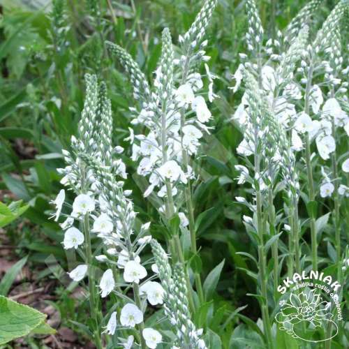 Przetacznik goryczkowaty