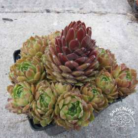 Rojnik ogrodowy 'Othello'