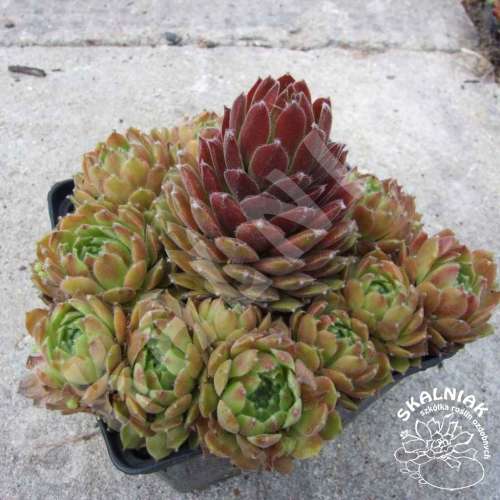 Rojnik ogrodowy 'Othello'