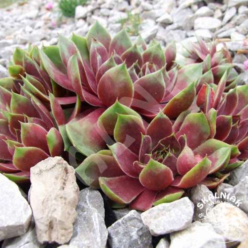 Rojnik ogrodowy 'Commander Hay'