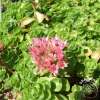 Rozchodnik kaukaski 'Roseum'