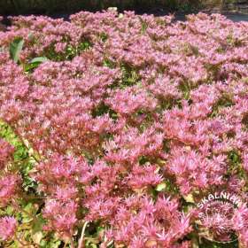 Rozchodnik kaukaski 'Roseum'