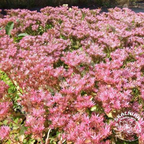 Rozchodnik kaukaski 'Roseum'