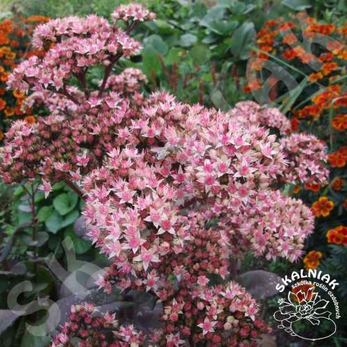 Rozchodnik karpacki 'Matrona'