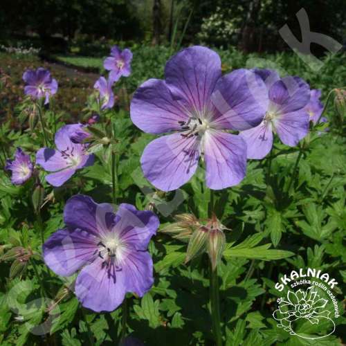 Bodziszek himalajski 'Johnson's Blue'