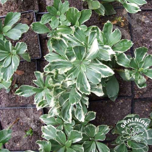 Runianka japońska 'Variegata'