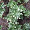 Runianka japońska 'Variegata'