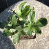 Runianka japońska 'Variegata'