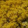 Rozchodnik ostry 'Aurea'