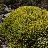 Rozchodnik ostry 'Aurea'