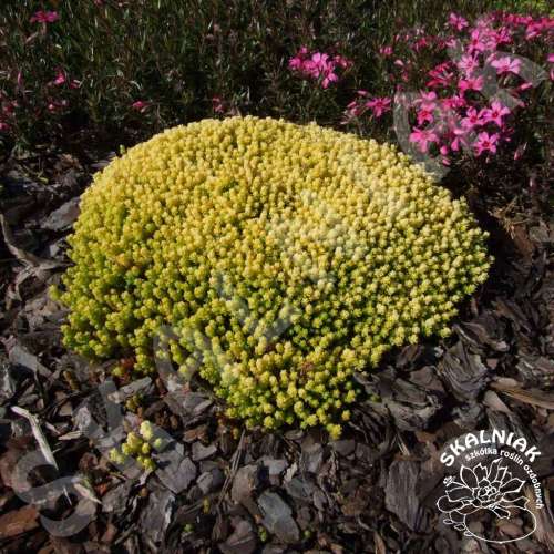 Rozchodnik ostry 'Aurea'