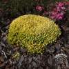 Rozchodnik ostry 'Aurea'