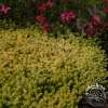 Rozchodnik ostry 'Aurea'
