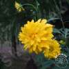 Rudbekia naga 'Goldquelle'