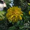 Rudbekia naga 'Goldquelle'