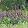 Szałwia okręgowa 'Purple Rain'