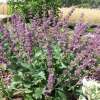 Szałwia okręgowa 'Purple Rain'