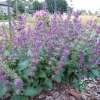 Szałwia okręgowa 'Purple Rain'