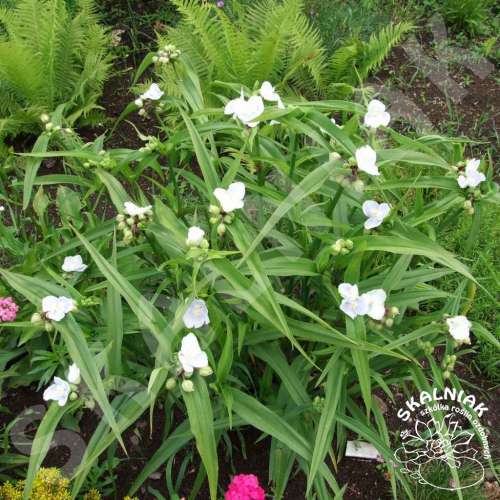 Trzykrotka Andersona (biała)