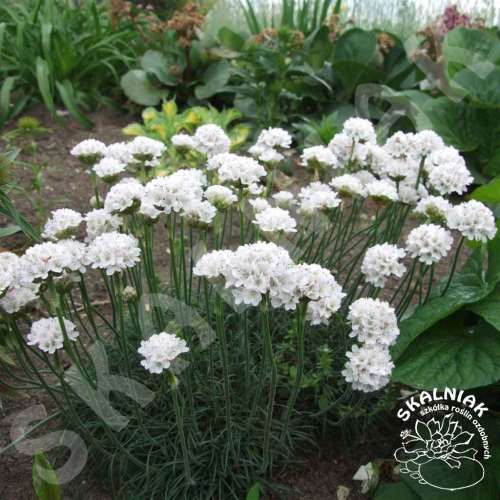 Zawciąg nadmorski 'Alba'