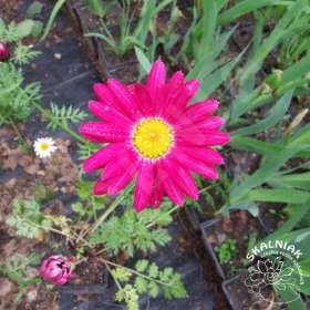 Złocień różowy 'Robinson Red'