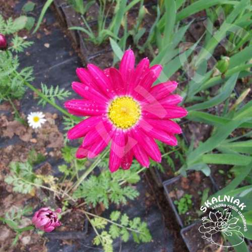 Złocień różowy 'Robinson Red'