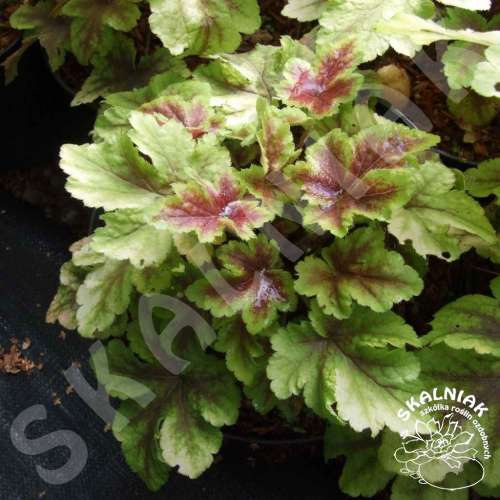 Żuraweczka 'Gold Zebra'