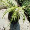 Hakonechloa smukła 'Aureola'
