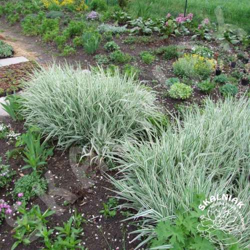 Mozga trzcinowata 'Picta'