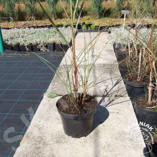 Miskant chiński 'Kleine Fontane'