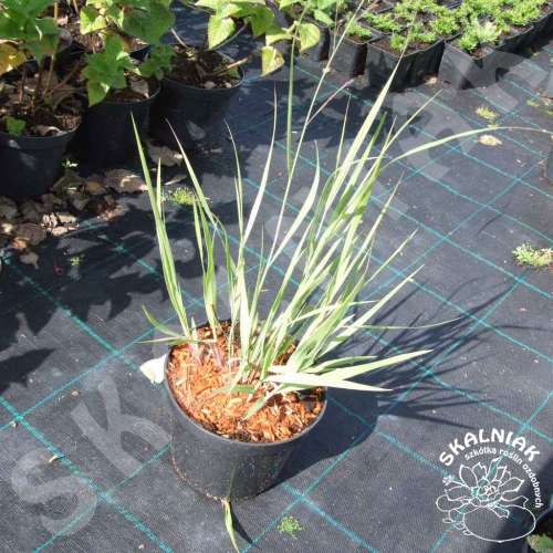 Proso rózgowate 'Heavy Metal'