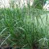 Trzcinnik ostrokwiatowy 'Karl Foerster'