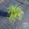 Turzyca wiosenna 'The Beatles'
