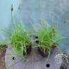 Turzyca wiosenna 'The Beatles'