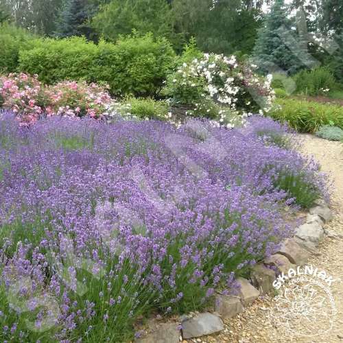 Lawenda wąskolistna 'Hidcote Compact'