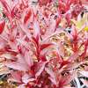 Lobelia okazała 'Starship Scarlet'
