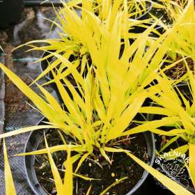 Hakonechloa wysmukła