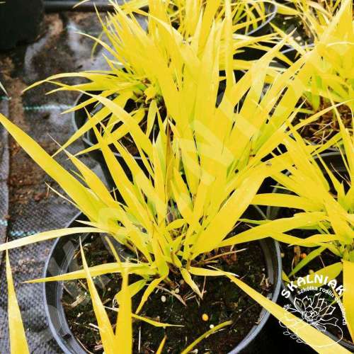 Hakonechloa wysmukła