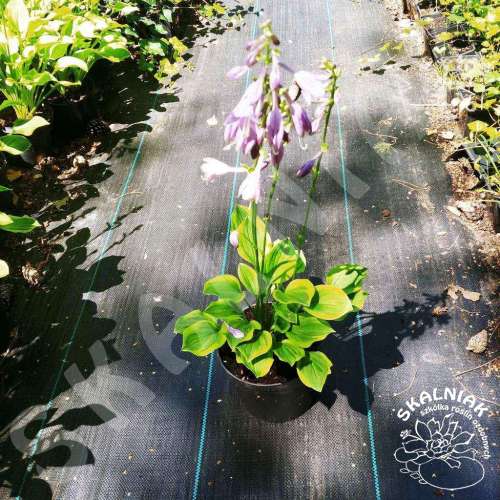 Funkia 'Golden Tiara'