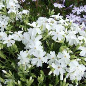 Floks szydlasty 'Fabulous White'