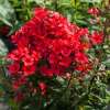Floks wiechowaty 'Flame Red'