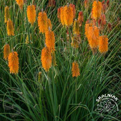 Trytoma 'Mango Popsicle'