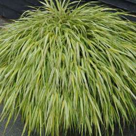 Hakonechloa smukła 'Aureola'