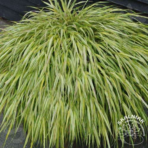 Hakonechloa smukła 'Aureola'